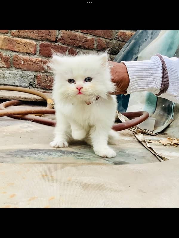 Punch face persian kitten 0