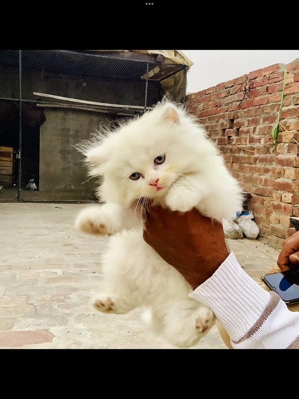 Punch face persian kitten 1