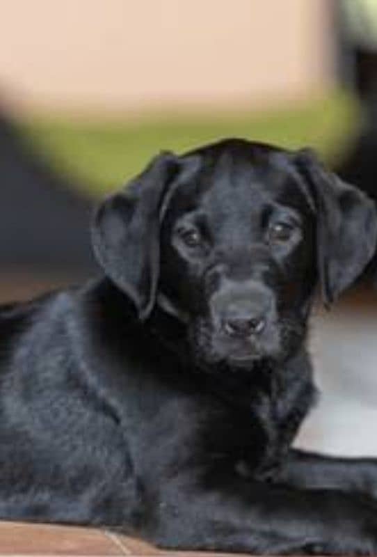 LABRADOG PEDIGREE FOR SALE 1