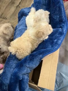 only 1 month old heathy Maltese pair dog puppy male female