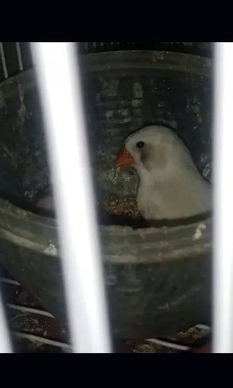 finches pair available for sale 1200 0