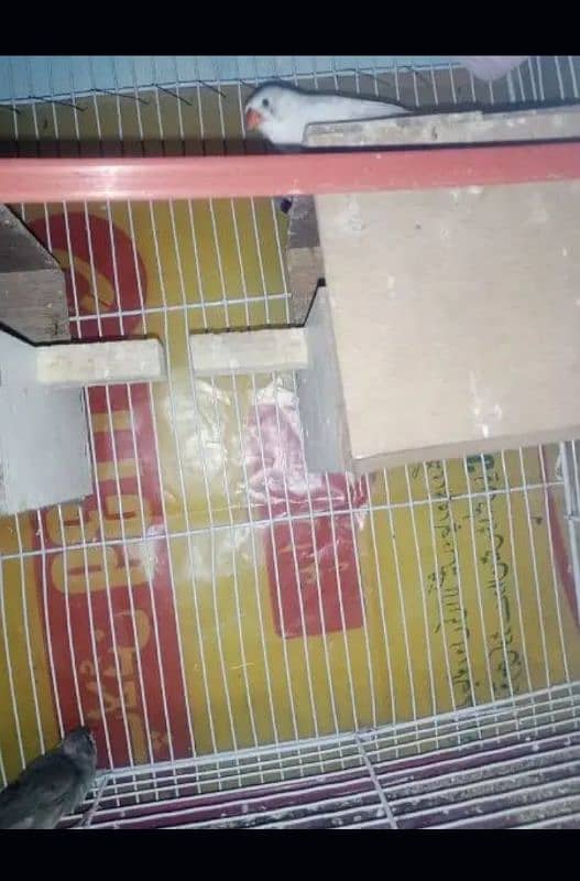 finches pair available for sale 1200 1