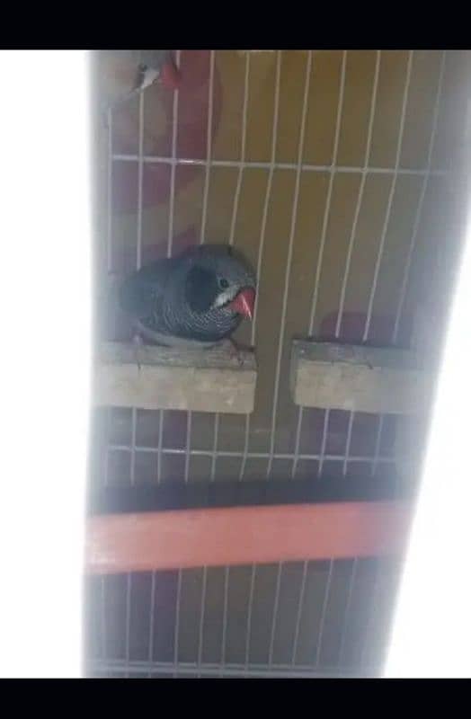 finches pair available for sale 1200 2