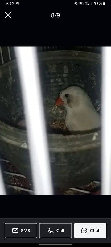 finches pair available for sale 1200 3