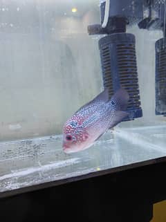 Flower Horn female for sale