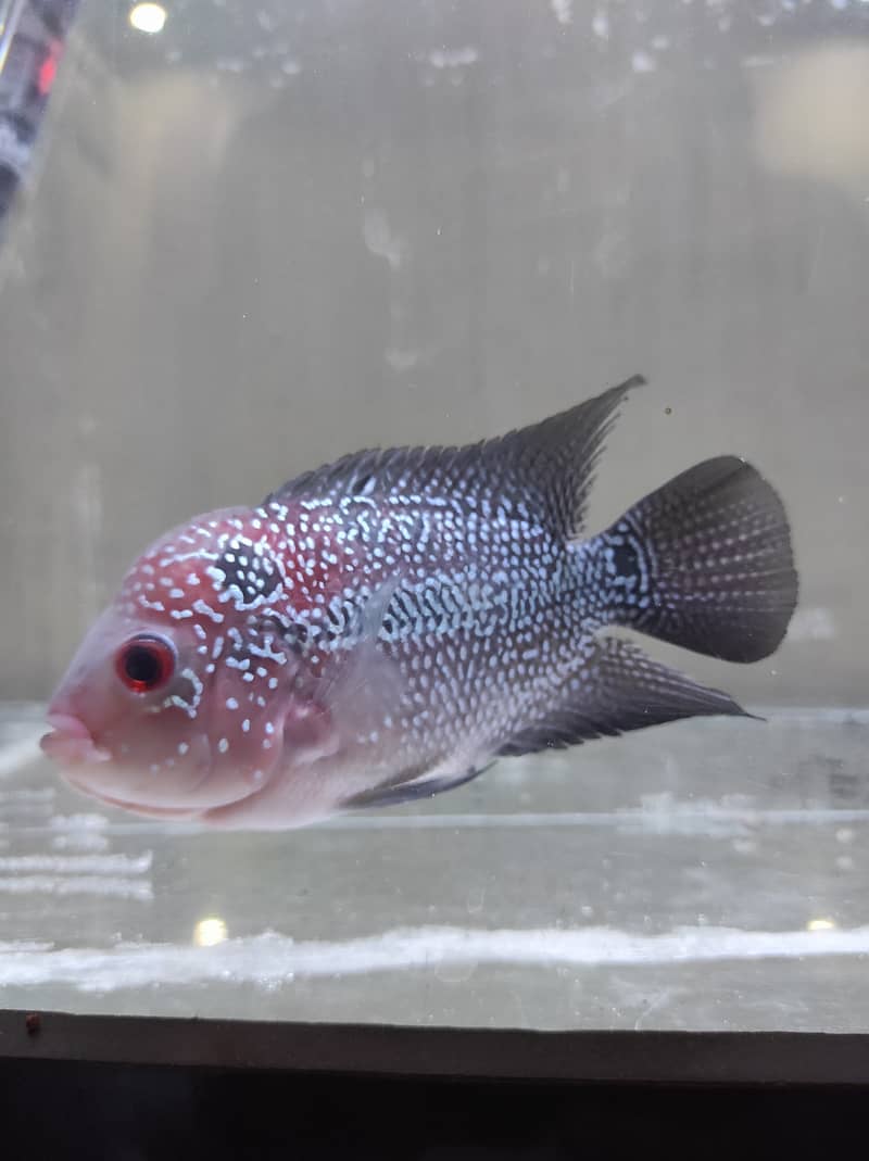 Flower Horn female for sale 1