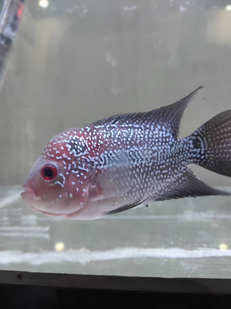 Flower Horn female for sale 2