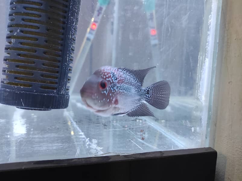 Flower Horn female for sale 3