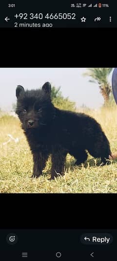 German Shepherd puppies