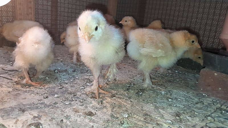 Golden Buff Heavy Cochin Chicks 0