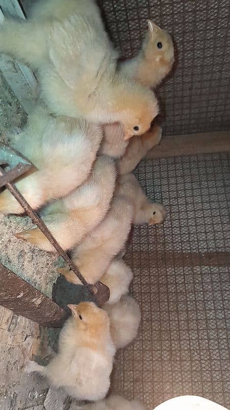 Golden Buff Heavy Cochin Chicks 1