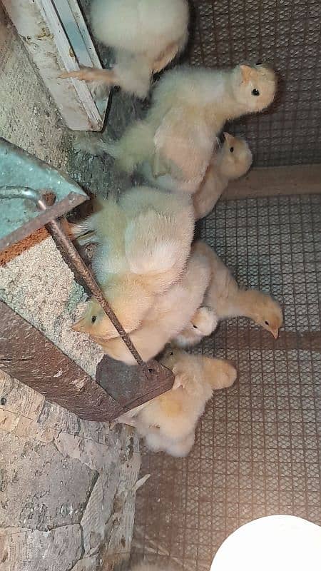 Golden Buff Heavy Cochin Chicks 2