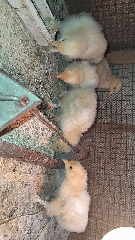 Golden Buff Heavy Cochin Chicks 3