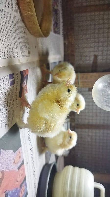 Golden Buff Heavy Cochin Chicks 4