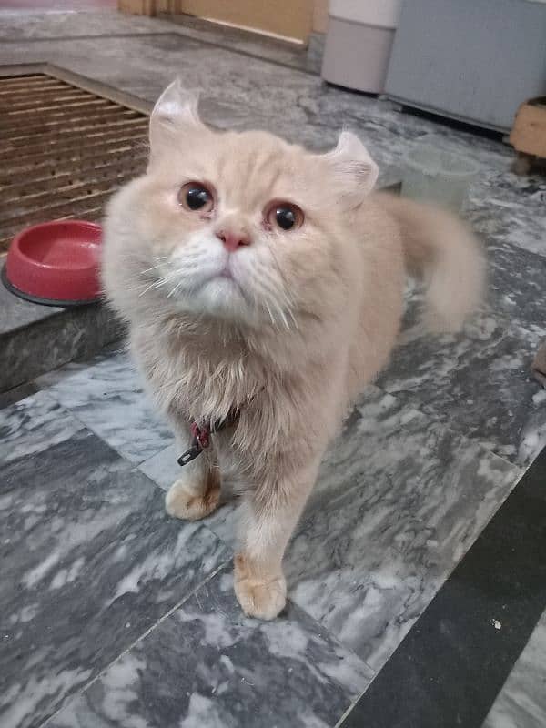 I want to sale my persian male 10 month age 0