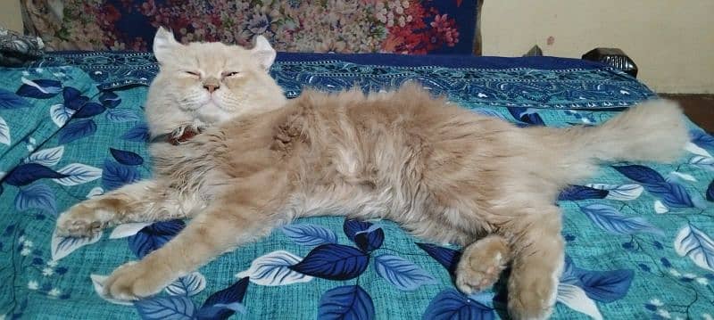 I want to sale my persian male 10 month age 1