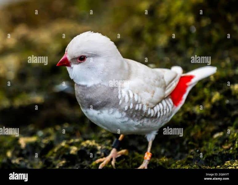 Diamond finch males,OWL Finch, Cutthroat 0