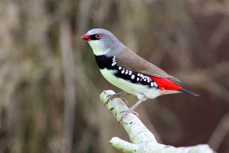 Diamond finch males,OWL Finch, Cutthroat 1