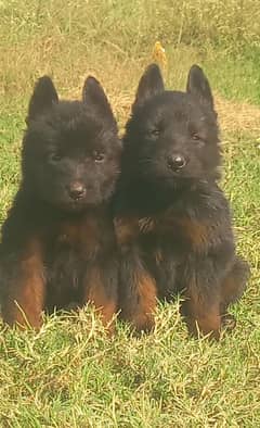 Black German Shepherd Pair | German Shepherd Long Coat Puppies