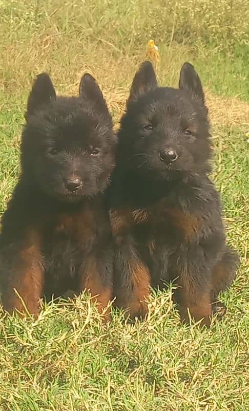 Black German Shepherd Pair | German Shepherd Long Coat Puppies 0