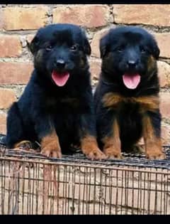 Long haired black german shepherd puppies for sale near me hotsell