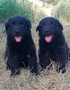 Black German Shepherd Pair | German Shepherd Long Coat Puppies