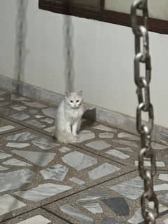 Selling Russian cat