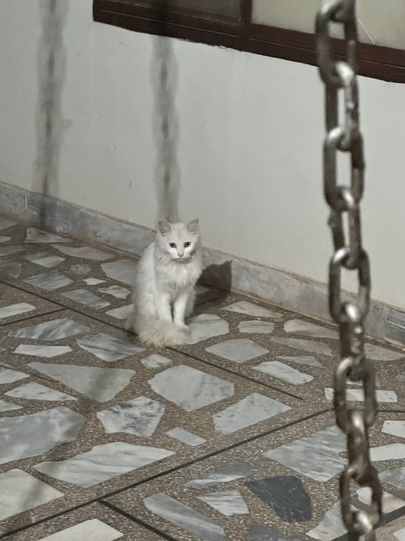 Selling Russian cat 0