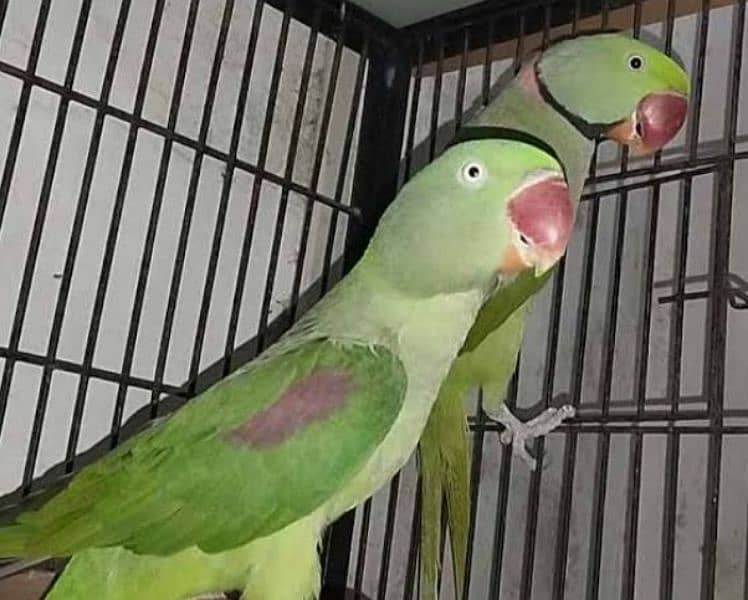 Kashmiri parrot with cage breeder pair 0