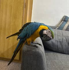 macaw Parot