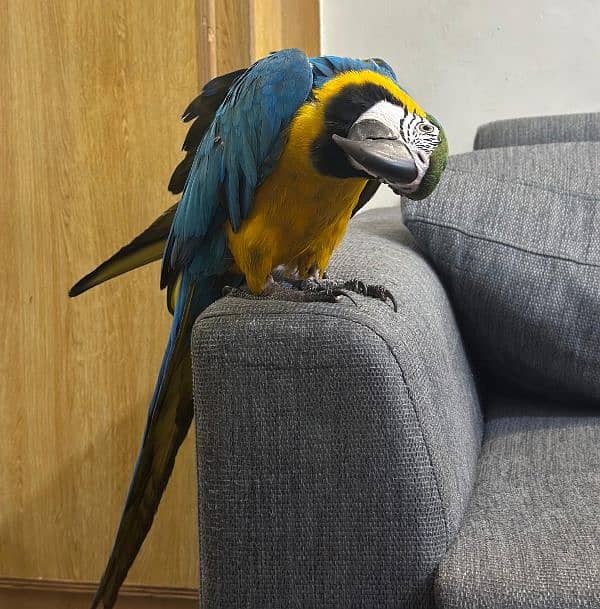 macaw Parot 3