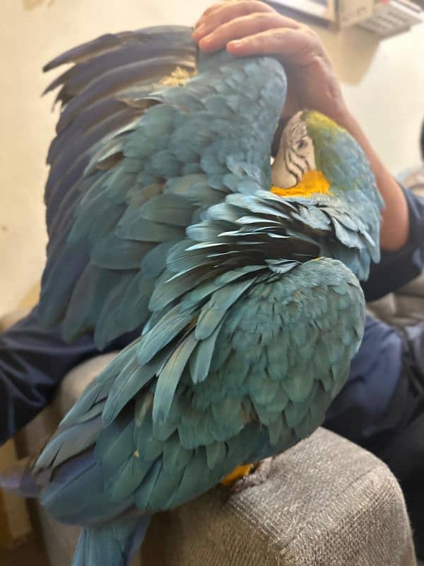 macaw Parot 4