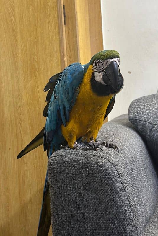 macaw Parot 7