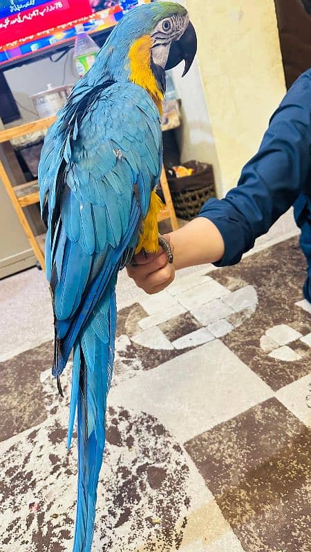 macaw Parot 8