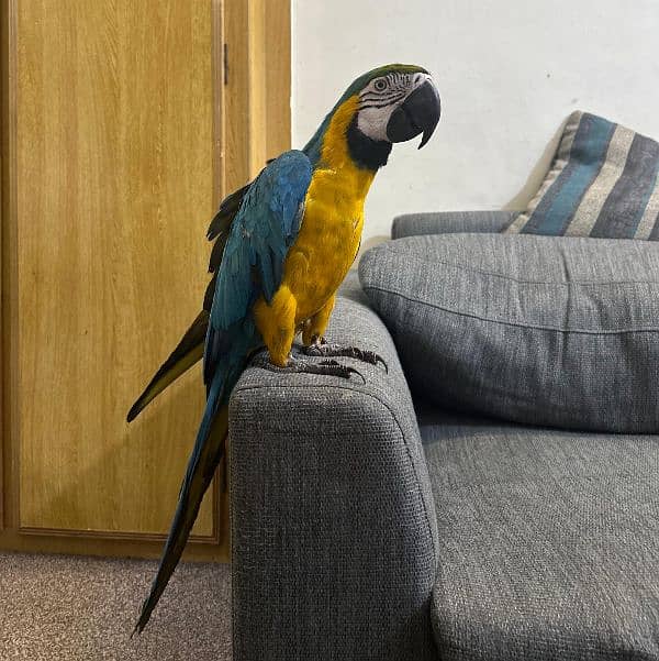 macaw Parot 9