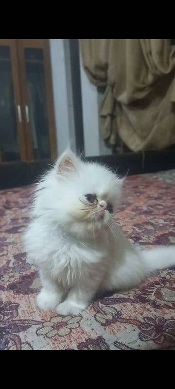 Persian Peke face CFA Imported Bloodline 0