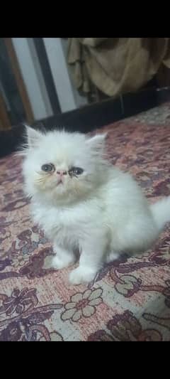 Persian/ Peke face/ CFA /Imported female kitten for sale