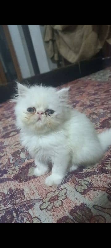 Persian Peke face CFA Imported Bloodline 1