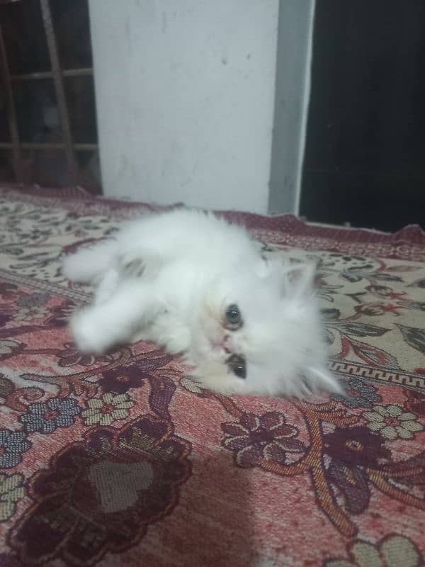 Persian Peke face CFA Imported Bloodline 3