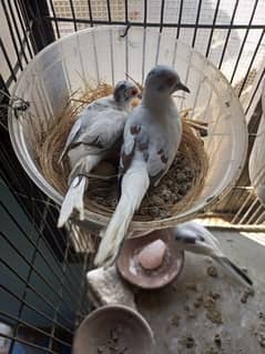 Diamond pied with 3eggs white,grey,opal java breeder