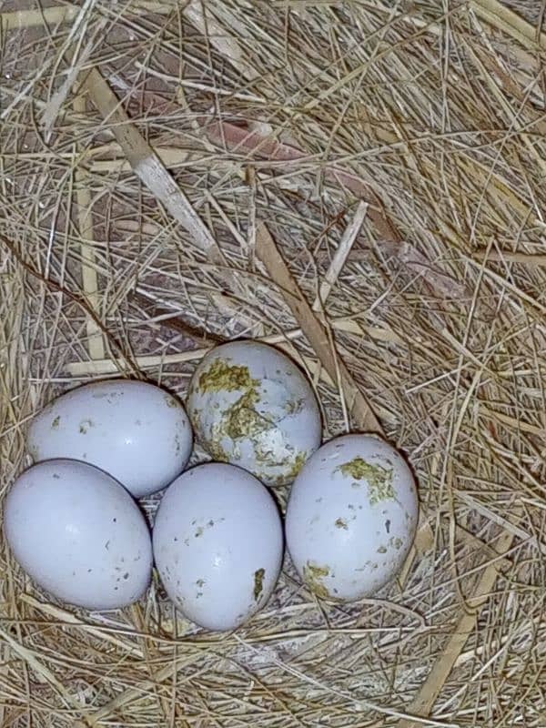 Diamond pied with 3eggs white,grey,opal java breeder 5