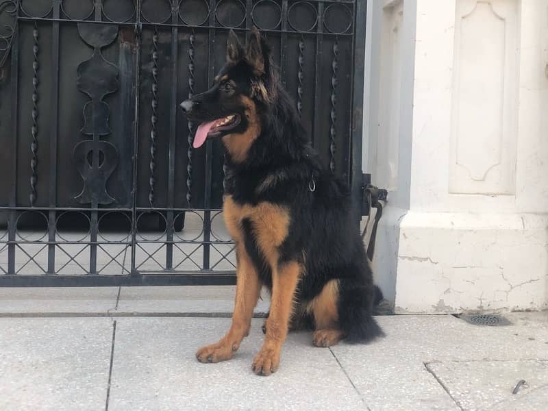 German shepherd Long Coat 10