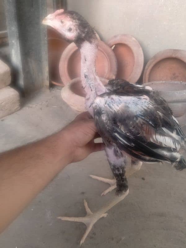 quality birds available in reasonable price 0