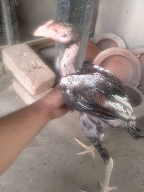 quality birds available in reasonable price 1