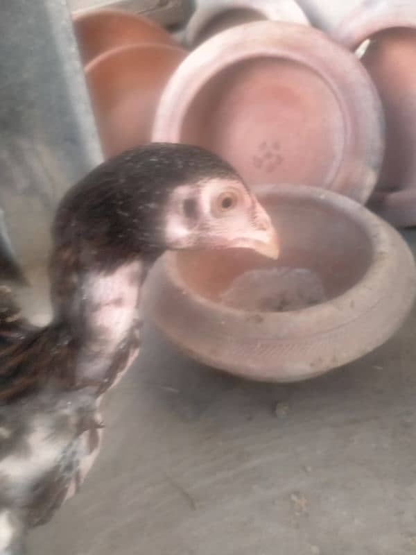 quality birds available in reasonable price 2