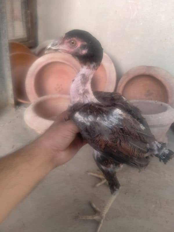 quality birds available in reasonable price 3