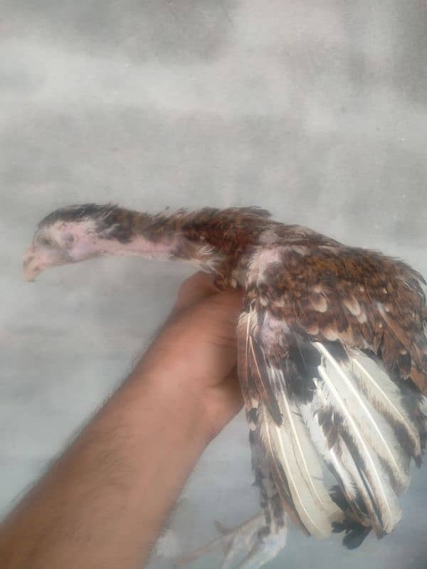 quality birds available in reasonable price 4