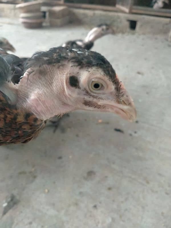 quality birds available in reasonable price 6