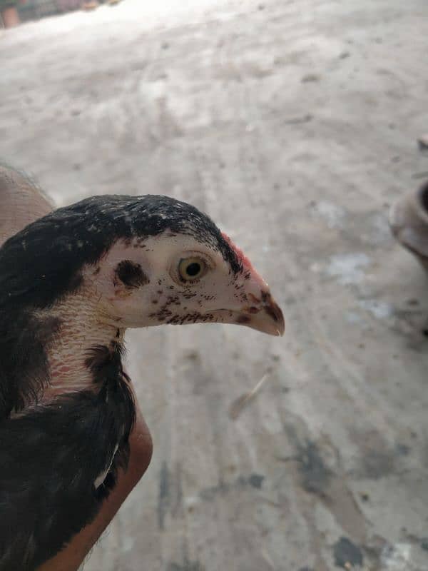 quality birds available in reasonable price 7