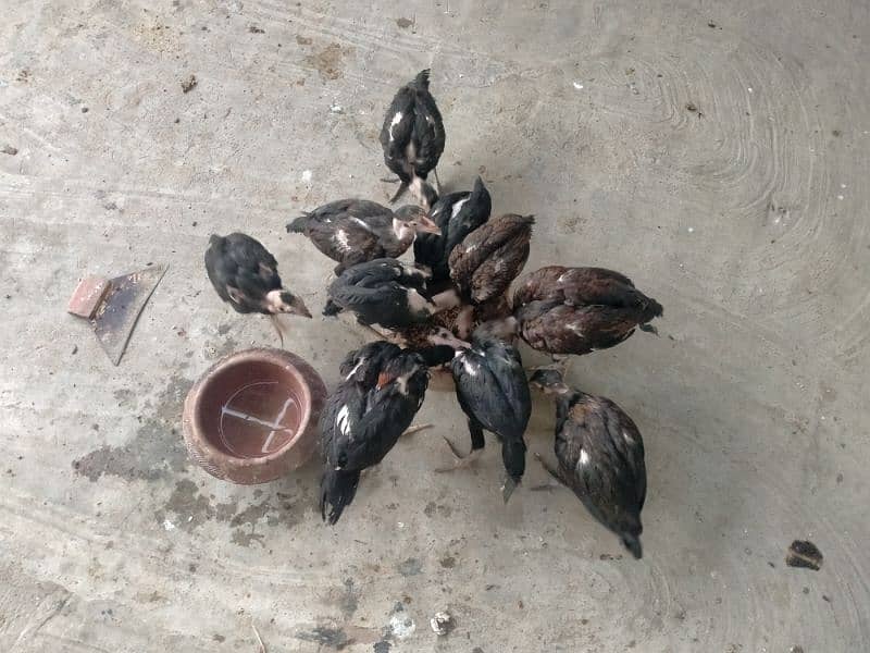 quality birds available in reasonable price 8